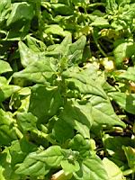 Tetragone - Tetragonia expansa (fam Aizoacees) (2) (Photo F. Mrugala)